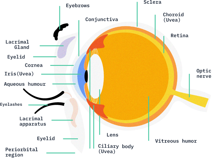 The human eye