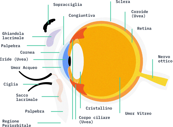 L'occhio umano